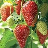 Farmerly Semi di fragola (Fragaria Ananassa) Bright Red Fruit ha un grande sapore 100 semi foto, miglior prezzo  nuovo 2024