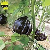 Go Garden Giant Black Beauty organico Melanzana di verdure, semi 100 semi/pacchetto, Frutta lucida Brinjaul annuali Nani Piante foto, miglior prezzo  nuovo 2024