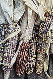 Corn ornamentale, semi di mix di mais ornamentali - Zea mays foto, miglior prezzo EUR 2,49 nuovo 2024