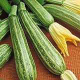 Zucchino lungo Fiorentino (Semente) foto, miglior prezzo EUR 1,10 nuovo 2024