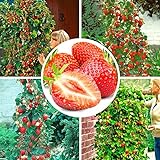100pcs semi di fragola rampicante fragola semi di piante da frutto giardino domestico foto, miglior prezzo EUR 1,59 nuovo 2024