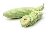 Armenian Yard-Long Cucumber Seeds - Non-GMO - 4 Grams, Approximately 130 Seeds Photo, best price $5.99 new 2024