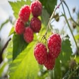 Polka Raspberry - 5 Red Raspberry Plants - Everbearing - Organic Grown - Photo, best price $49.95 new 2024