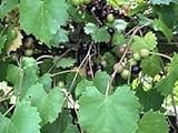 Dichondra 100pcs Muscadine Grape Fruit Seeds Photo, best price $14.99 ($0.15 / Count) new 2024