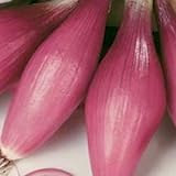 Rossa Lunga Torpedo Onion Seeds- Heirloom Italian Variety- 200+ Seeds Photo, best price $2.99 new 2024