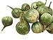 Foto Thai-Aubergine -Solanum virginianum- 100 Samen