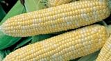 Bulk Organic Sweet Corn Seeds (1 LB) 2200 Seeds Photo, best price $26.95 ($1.68 / Ounce) new 2024