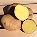 Photo Yukon Gold Potato Seed/Tubers,Yellow-Flesh Standard. wbut2023 (5 Lb)