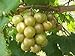 Foto Las semillas de Vitis rotundifolia bronce moscatel de uva!