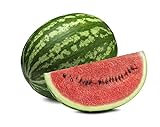 Crimson Sweet Watermelon Seeds - Non-GMO - 3 Grams Photo, best price $3.99 new 2024