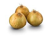 Texas Early Grano Onions Seeds, 300 Heirloom Seeds Per Packet, Non GMO Seeds, Botanical Name: Allium cepa, Isla's Garden Seeds Photo, best price $5.99 ($0.02 / Count) new 2024