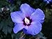Foto Hibiskus blaue Blüte blauer Hibiskus Rosen-Eibisch Blue Chiffon Hibiscus Blue Chiffon, Containerware, 40-60 cm hoch,