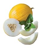 Burpee Twice As Nice Hybrid (Fonzy) Melon Seeds 15 seeds Photo, best price $7.28 new 2024