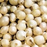 (20) Sweet White Ebanezer Onion Sets for Growing Your Own Onions for Great Tasting Vegetables Photo, best price $10.69 new 2024