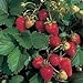 Photo 100 ALPINE STRAWBERRY Fragaria Vesca Fruit Berry Seeds