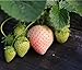 Photo Heirloom Milk Strawberry 200+ Seeds