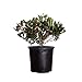 Photo Eleanor Taber Indian Hawthorn (2.4 Gallon) Pink Blooming Evergreen Shrub - Full Sun Live Outdoor Plant