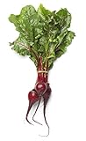 Beet Seeds for Planting - Sprouting - Microgreens - About 500 Bulls Blood Vegetable Seeds to Plant! Photo, best price $5.98 new 2024