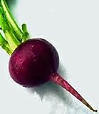 Beets, Early Wonder, Heirloom, Non GMO, 100 Seeds, Tender N Sweet Beet, Perfect Photo, best price $2.99 ($0.03 / count) new 2024