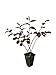 Photo Loropetalum 'Plum Delight' - Chinese Fringe Flower - 10 Live Plants - Evergreen Flowering Shrub