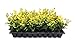 Photo Ligustrum Japonicum 'Howardi' - 10 Live Plants - Evergreen Privacy Hedge Yellow Tip Shrub
