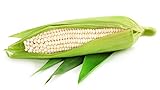 Silver Queen White Corn, 50 Heirloom Seeds Per Packet, Non GMO Seeds Photo, best price $6.25 ($0.12 / Count) new 2024