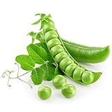Earthcare Seeds Pea Alaska Early Spring Bush 100 Seeds (Pisum sativum) - Heirloom - Open Pollinated - Non GMO - Earthcare Seeds Photo, best price $7.95 ($0.08 / Count) new 2024
