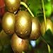 Photo 20 Seeds of Bronze White Muscadine Grape Seeds Wine OR Fresh Grapes