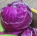 Cabbage Red Acre Great Heirloom Vegetable by Seed Kingdom 700 Seeds Photo, best price $1.95 new 2024