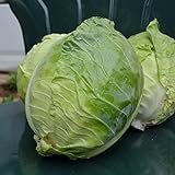 Danish Ballhead Cabbage - 100 Seeds - Heirloom & Open-Pollinated Variety, Non-GMO Vegetable Seeds for Planting Outdoors in The Home Garden, Thresh Seed Company Photo, best price $7.99 new 2024
