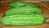 Chinese Bitter Melon Green Skin Seeds (Foo GWA) by Stonysoil Seed Company Photo, best price $8.75 new 2024