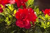 Encore Azalea Autumn Bonfire (1 Gallon) Red Flowering Shrub - Full Sun Live Outdoor Plant Photo, best price $22.50 new 2024