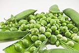 Early Frosty Pea Seeds, 50 Heirloom Seeds Per Packet, Non GMO Seeds, Isla's Garden Seeds Photo, best price $5.99 ($0.12 / Count) new 2024