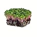 Photo Radish Sprouting Seed - Red Arrow Variety - 1 Lb Seed Pouch - Heirloom Radish Sprouts - Non-GMO Sprouting and Microgreens