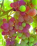 Great Tasting Sweet Table Grapes, Mars Seedless #1 Size Plant 8-12