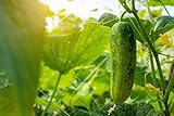 Spacemaster 80 Cucumber Seeds - 50 Seeds Non-GMO Photo, best price $1.29 new 2024