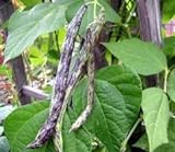 Heirloom Rattlesnake Pole Bean Seeds by Stonysoil Seed Company Photo, best price $4.10 new 2024
