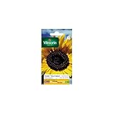 Vilmorin - Paquete semillas Sol girasol flor gigante Foto, mejor precio 5,90 € nuevo 2024