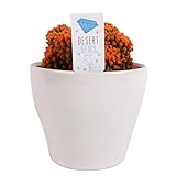 Costa Farms, Premium Live Indoor Desert Gems Orange Cacti, Tabletop Plant, White Gloss Euro Ceramic Decorator Pot, Shipped Fresh From Our Farm, Excellent Gift Photo, best price $33.99 new 2024