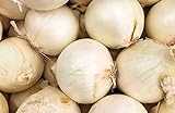 250 Early White Grano PRR Onion Seeds | Non-GMO | Heirloom | Instant Latch Garden Seeds Photo, best price $5.95 new 2024