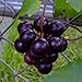Foto CHTING 100 semillas de uva con encanto de fruta, siembra continua a lo largo del año se puede cosechar continuamente jardín DIY decoración amada y respetada por los clientes