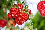 Giant Strawberry Seeds, (Isla's Garden Seeds), 50 Heirloom Seeds Per Packet, Non GMO Seeds, Botanical Name: Fragaria vesca Photo, best price $8.65 ($0.17 / Count) new 2024