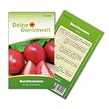 Buschtomaten Roma VF Samen - Solanum lycopersicum - Tomatensamen - Gemüsesamen - Saatgut für 20 Pflanzen Foto, bester Preis 1,99 € (0,10 € / stück) neu 2024