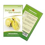 Melonenbirne Birnenmelone Pepino Samen - Solanum muricatum - Melonenbirnensamen - Obstsamen - Saatgut für 6 Pflanzen Foto, bester Preis 2,69 € (0,45 € / stück) neu 2024
