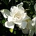 Photo Jubilation Gardenia (2 Gallon) Flowering Evergreen Shrub with Fragrant White Blooms - Full Sun to Part Shade Live Outdoor Plant / Bush - Southern Living Plants
