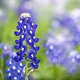 Texas Bluebonnet Seeds (Lupinus texensis) - Over 1,000 Premium Seeds - by 'createdbynature' Photo, best price $9.99 new 2024