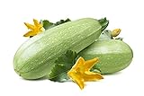 Summer Squash, Zucchini Grey Seeds Photo, best price $5.99 new 2024