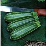 Bush Baby Squash Seeds (25 Seed Packet) (More Heirloom, Organic, Non GMO, Vegetable, Fruit, Herb, Flower Garden Seeds at Seed King Express) Photo, best price $4.79 new 2024