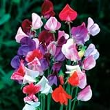 Beautiful Royal Sweet Pea Flower, 25 Heirloom Flower Seeds Per Packet, Non GMO Seeds Photo, best price $5.99 ($0.24 / Count) new 2024