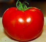 Celebrity Tomato 45 Seeds -Disease Resistant! Photo, best price $2.99 new 2024